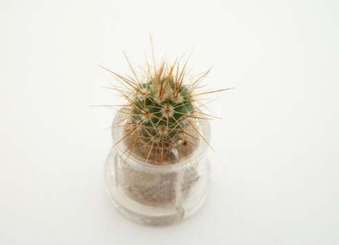 Live Cacti Plant Necklace - Palms Terrarium Flower Pendant with 17