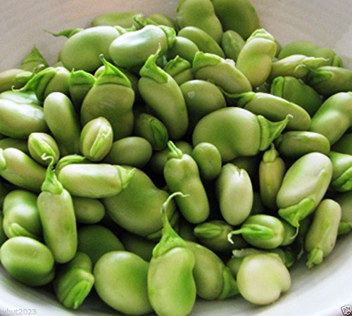 50 Windsor Broad Bean Seeds (Vicia Faba) - Fava Bean Seeds for Planting | Hardy & Reliable Heirloom Variety | Perfect for Home Gardens, Urban Farming & Organic Vegetable Patches