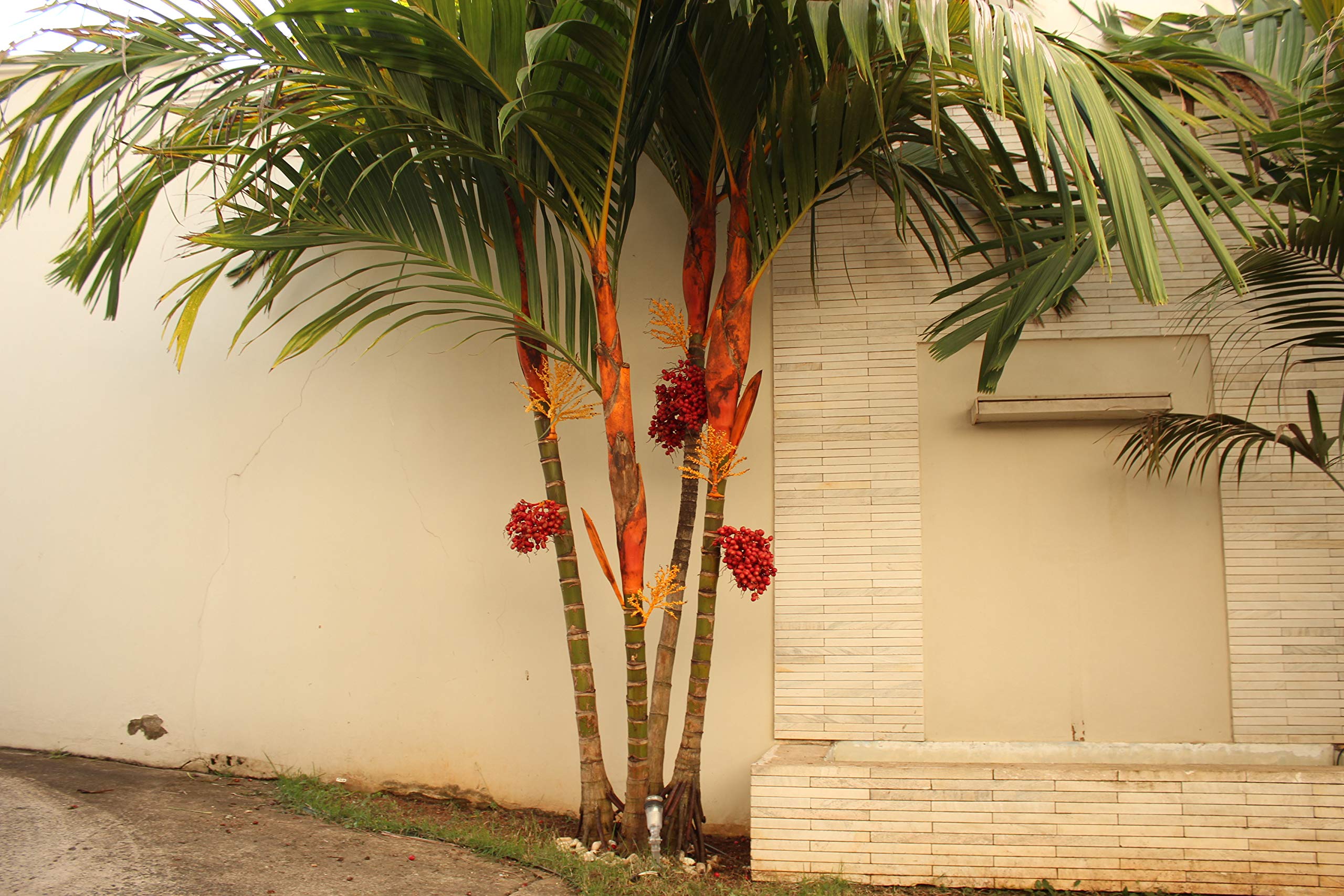 Orange Crownshaft Palm Tree (Areca Vestiaria) - 5 Live Plants in 4 Inch Pots - Rare Florida Ornamental Palms for Tropical Landscaping, Indoor Decor & Garden Centerpiece