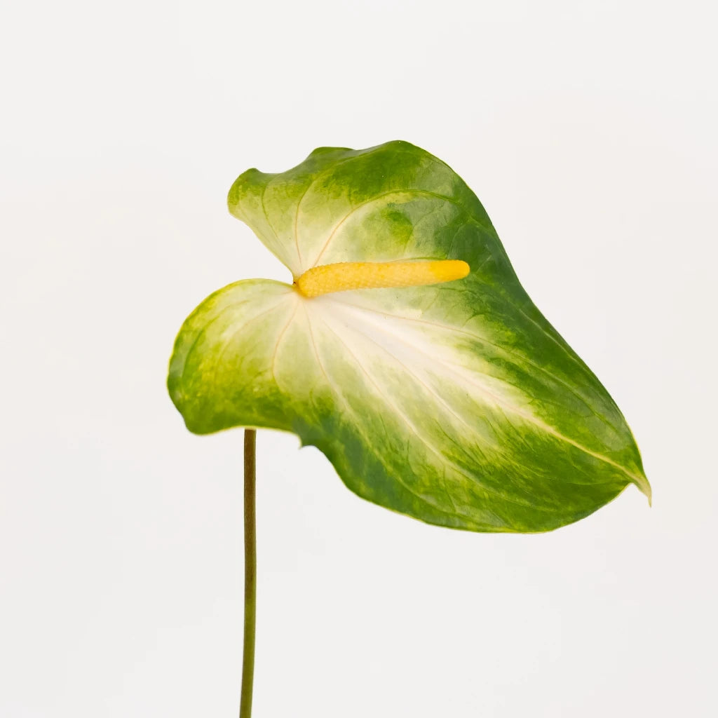Anthurium Key Lime Tropical Flower - Exotic Live Plant for Home & Office Decor - Perfect for Indoor Gardens, Gifts, and Tropical Themes