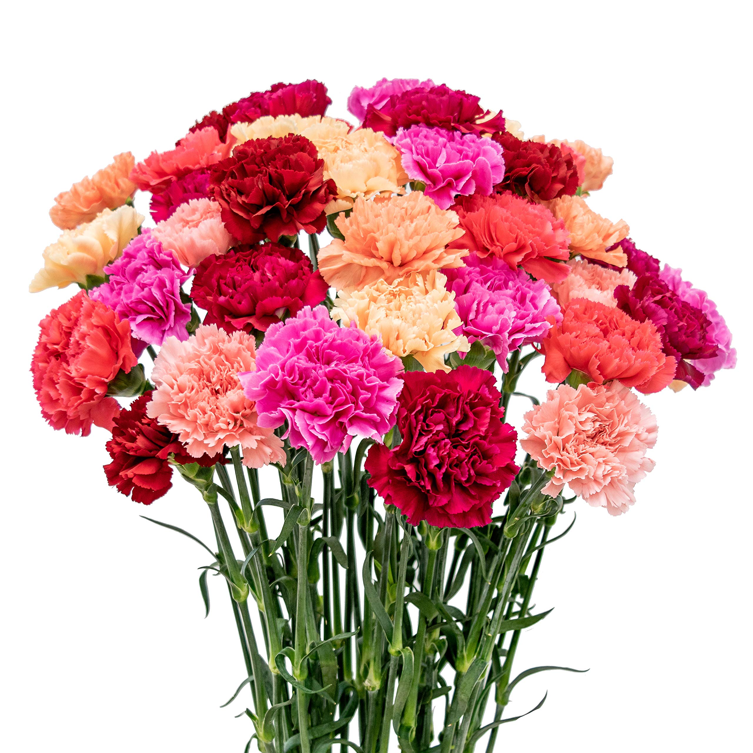 FlowerPrime 100 Fresh Cut Carnations - Natural Long Lasting Flowers for Mother's Day Gifts, Home Decor & Special Occasions