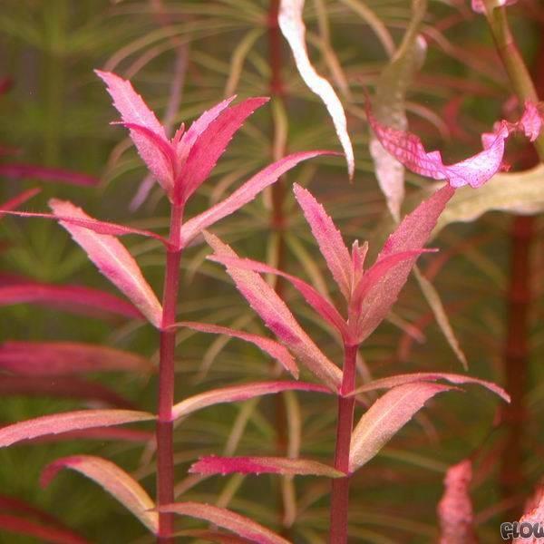 TCulture Limnophila Aromatica Red (Belem) Live Aquarium Plant in Pot - Perfect for Freshwater Fish Tanks & Aquascaping