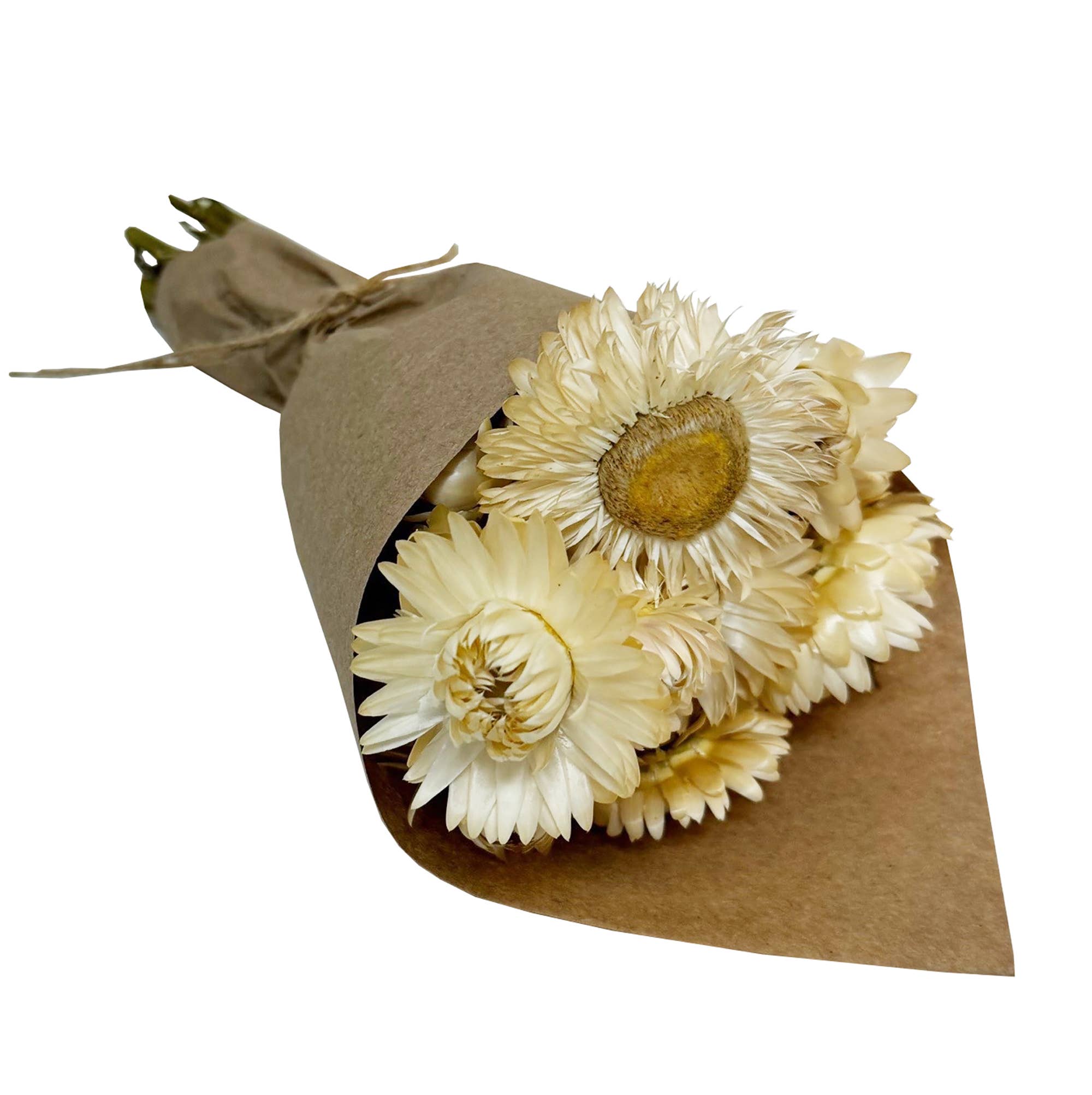 Andaluca MINI Strawflower Bundle in Ivory - Artificial Flowers for Home Decor, Wedding Centerpieces, DIY Crafts, and Floral Arrangements
