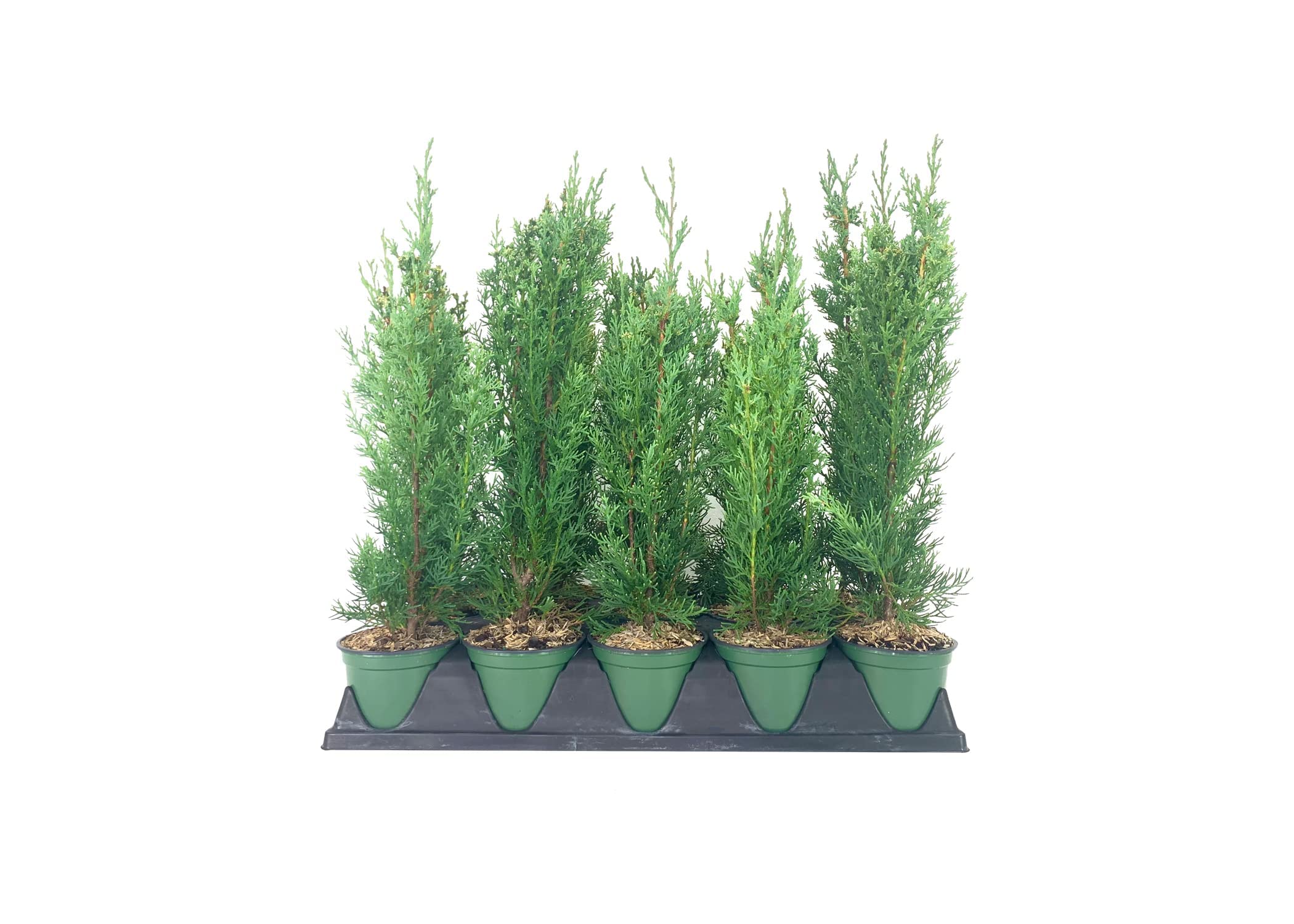 Italian Cypress Tree (Cupressus Sempervirens) - Set of 5 Live 4-Inch Potted Plants for Mediterranean Landscaping, Privacy Hedges & Elegant Garden Decor