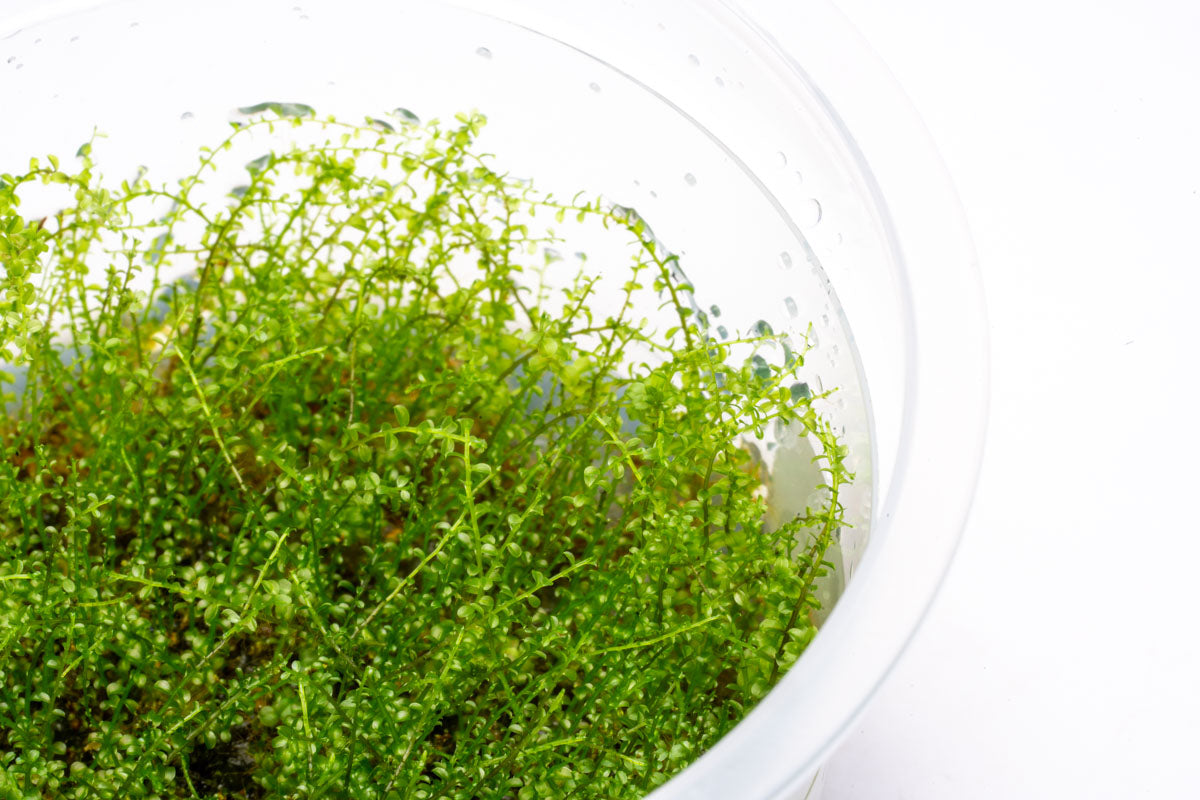 Premium Pearl Moss for Terrariums & Fairy Gardens - Natural Decorative Moss for DIY Plant Displays, Miniature Landscapes & Home Decor