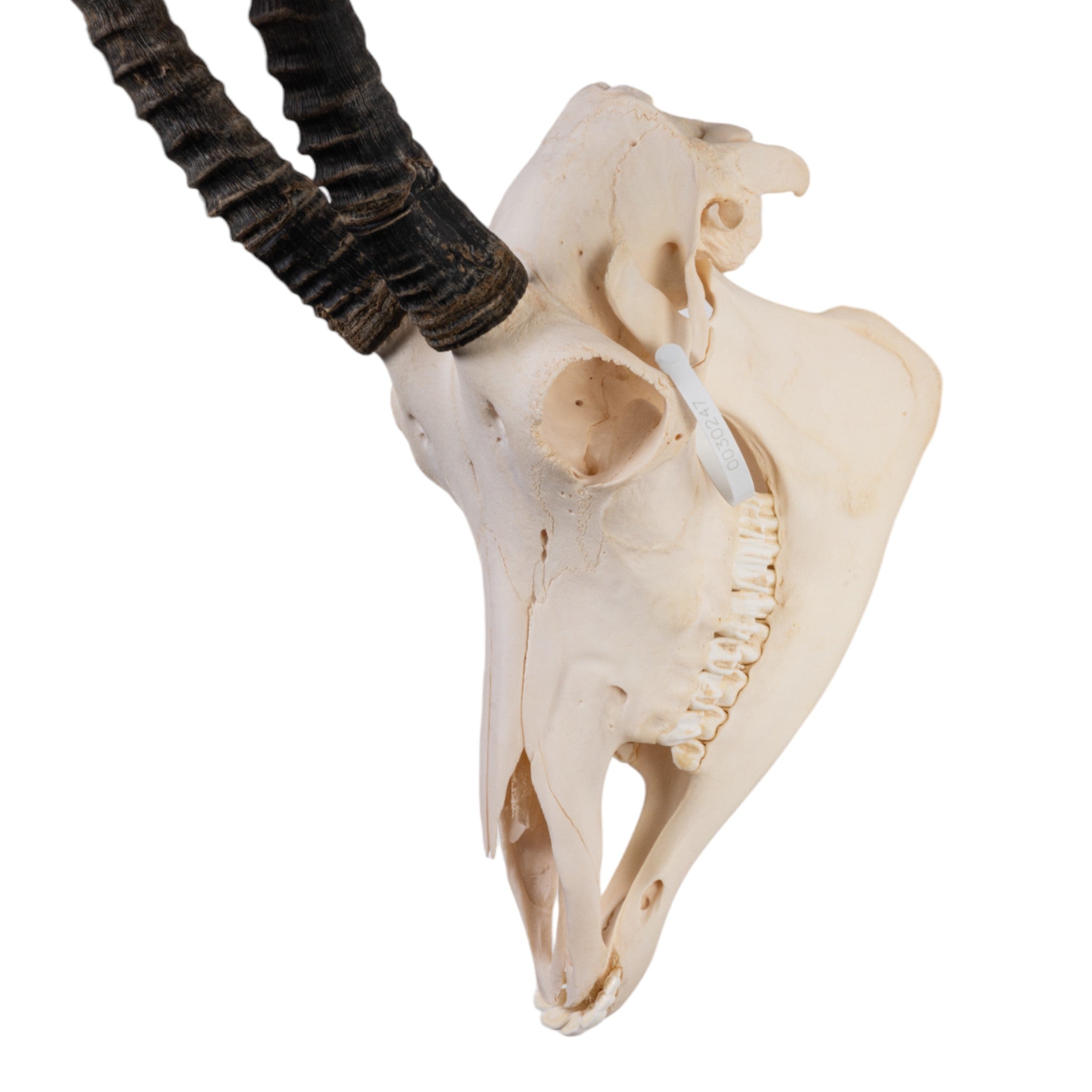 Authentic Sable Antelope Skull - Taxidermy Decor for Hunting Lodge, Cabin, or Gothic Home Decor - Unique Wildlife Trophy for Wall Mount Display