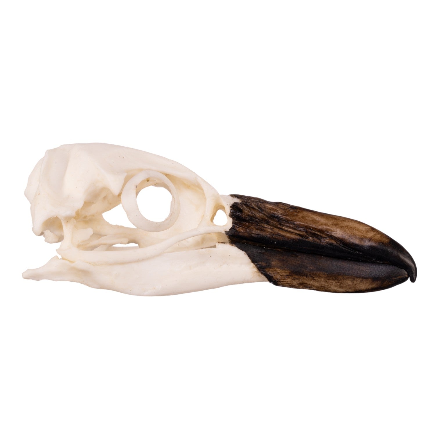 Replica Magellanic Penguin Skull - Lifelike Educational Model for Science Classrooms, Museums & Home Decor | Perfect for Biology Study, Animal Lovers & Unique Gifts