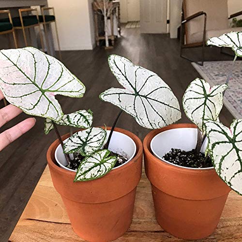 Caladium Bulbs - Candidum (2 Bulbs) | Easy to Grow Indoor Houseplant or Outdoor Perennial | Perfect for Home Decor, Garden Landscaping & Patio Planting