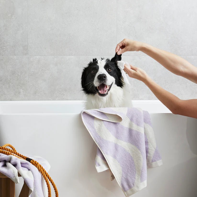 Squeaky Probiotic Pet Ear Wipes for Dogs & Cats - Gentle Cleaning & Odor Control - Vet Recommended Ear Care Solution - Perfect for Daily Cleaning & After Bathing