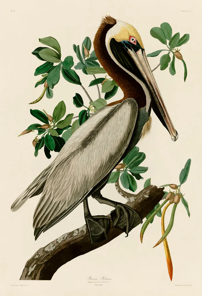 Audubon Fine Art Prints - Premium Bird & Wildlife Wall Decor for Home & Office | Perfect for Nature Lovers & Interior Design