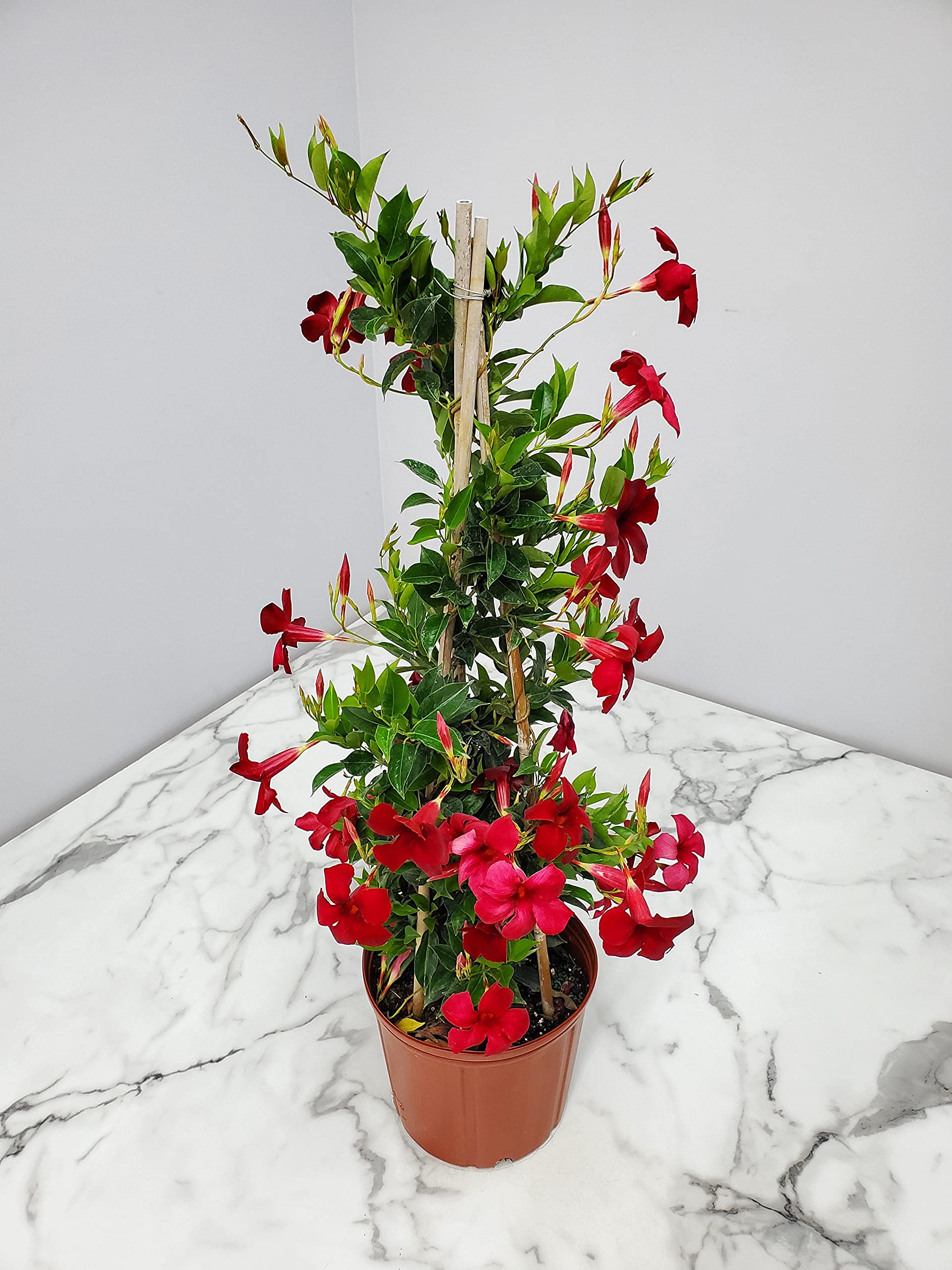Live Dipladenia Plant - Beautiful Red Tropical Flowering Plant - 36