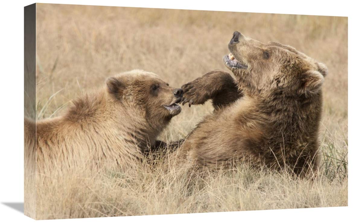 Grizzly Bear Mother and Cub Playing in Katmai National Park Alaska - Stunning Canvas Wall Art 24x16 Inches - Perfect for Living Room, Bedroom & Office Decor