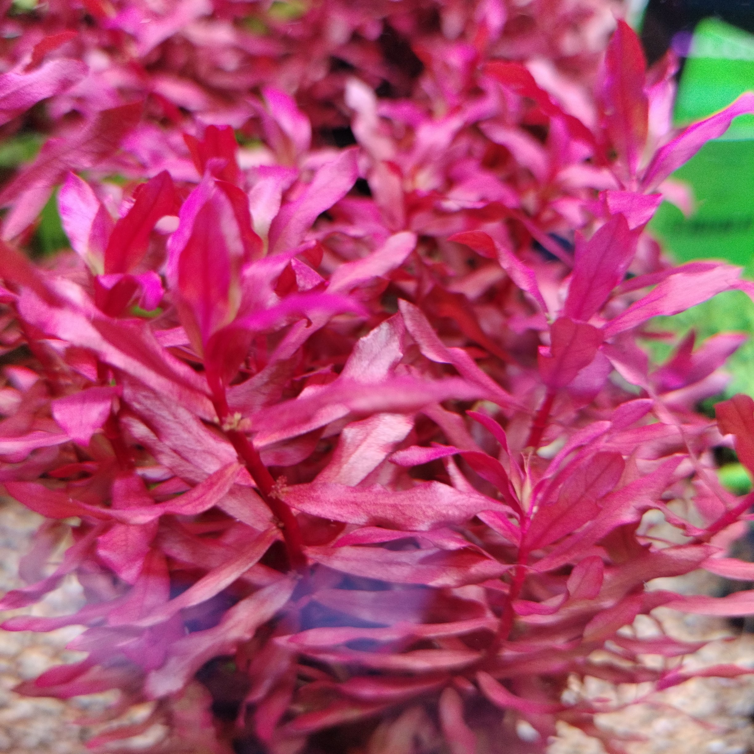 TCulture Nesaea Crassicaulis Live Aquarium Plant (Potted) - Perfect for Freshwater Fish Tanks & Aquatic Decor
