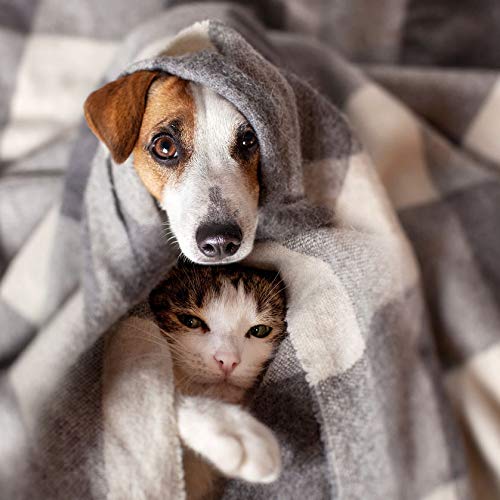 Natural Dog Itching Skin Relief Treats with Turmeric, Coconut & Hemp Oil - Allergy, Anxiety & Joint Support Supplement for Dogs & Cats - 120 Soft Chews (2 Bottles) - Perfect for Daily Wellness & Skin Care Routine