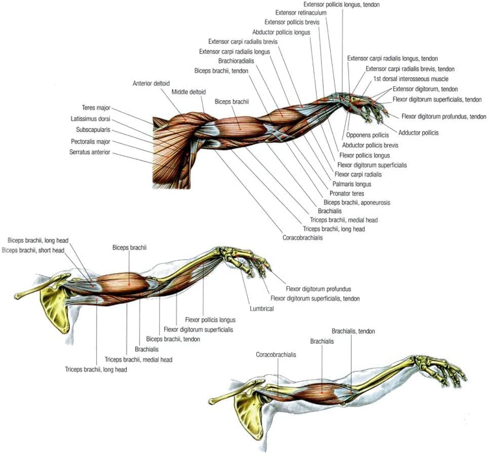 Bison-1 Forearm & Wrist Strengthener - Professional Grip Strength Trainer for Athletes, Rock Climbers & Musicians - Improve Hand Strength for Weightlifting, Golf & Piano Playing