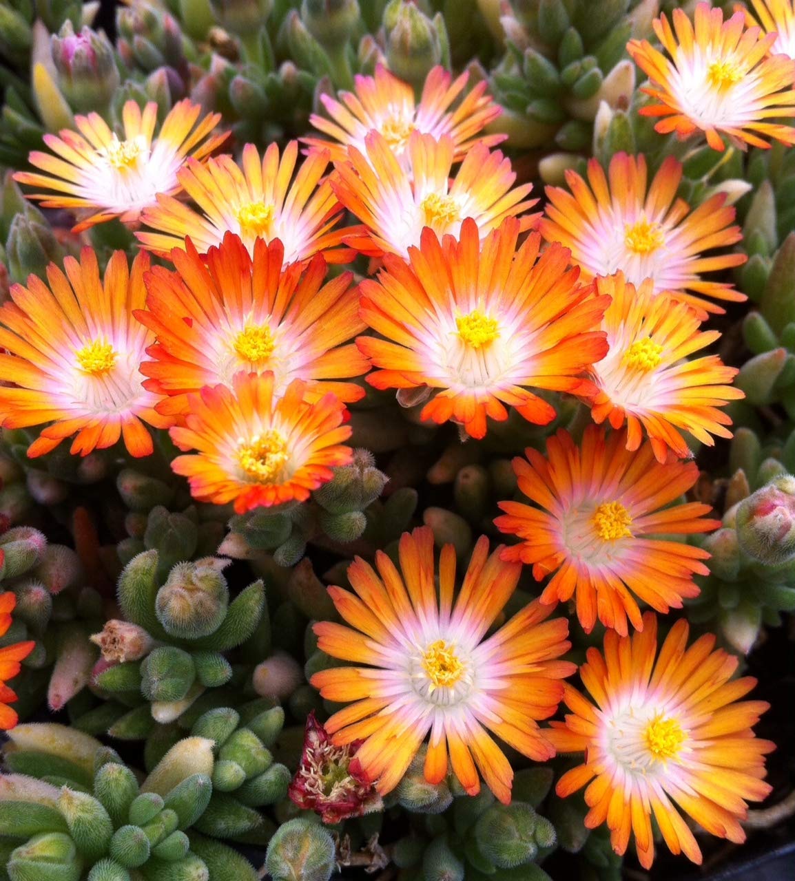 Delosperma Ice Plant - Jewel of Desert Topaz - 3 Pack Succulent Pots for Home & Garden Decor, Drought-Tolerant Ground Cover for Landscaping