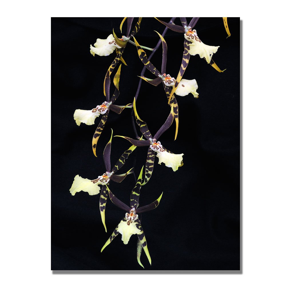 Spider Orchid on Black Canvas Wall Art by Kurt Shaffer - 30x47 Inch Modern Floral Painting for Living Room, Bedroom & Office Decor