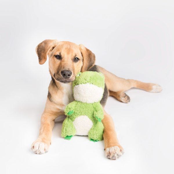 ZippyPaws Cheeky Chumz Frog Plush Dog Toy - Interactive Squeaky Puppy Chew Toy for Small & Medium Dogs - Perfect for Playtime, Training & Cuddling