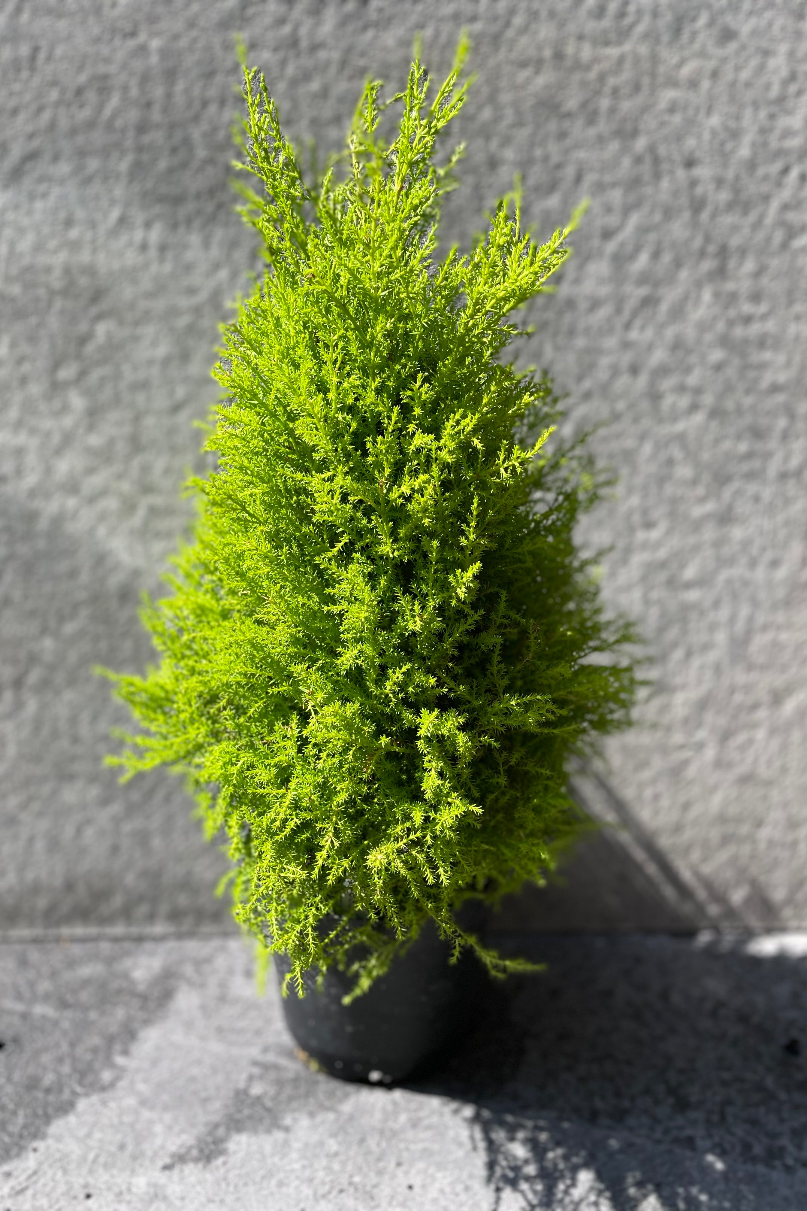 Premium Cypress 'Gold Crest' 6-Pack - Fast-Growing Evergreen Hedge Plants for Privacy Screening & Landscaping | Perfect for Garden Borders, Windbreaks & Container Gardening