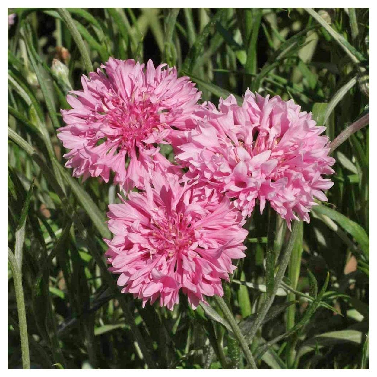 500 Tall Pink Cornflower Wildflower Seeds - Premium Gold Vault Jumbo Seed Packet by Everwilde Farms - Perfect for Home Gardens, Landscaping & Pollinator-Friendly Planting