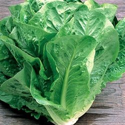 Organic Romaine Lettuce Seeds in Bulk - 5 LB Pack | Non-GMO, Heirloom Seeds for Home Gardening, Hydroponics & Commercial Farming | Perfect for Salads, Sandwiches & Healthy Eating