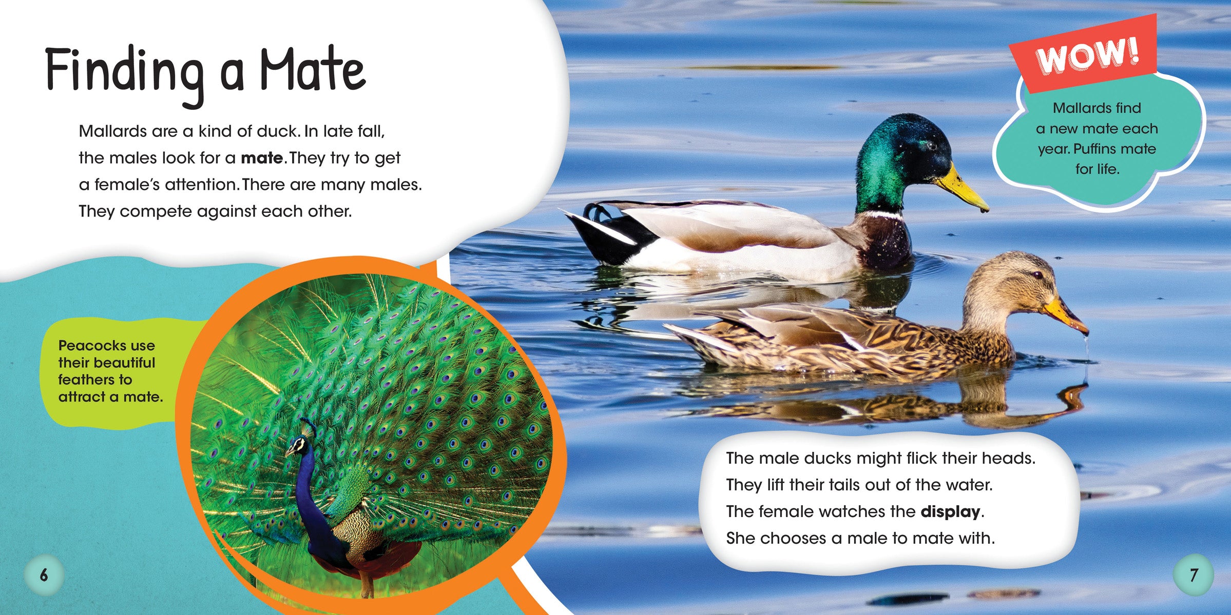Duck Life Cycle Stages - Educational Toy for Kids - Perfect for Classroom Learning & Homeschooling