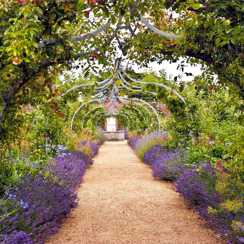 Eden Brothers Non-GMO Munstead Lavender Seeds for Planting - 1 oz Packet | Fragrant Herb Seeds for Gardens, Landscaping & Containers | Grows in Zones 5-9, Spring/Fall Planting | Perfect for Aromatherapy, Culinary Use & Pollinator Gardens