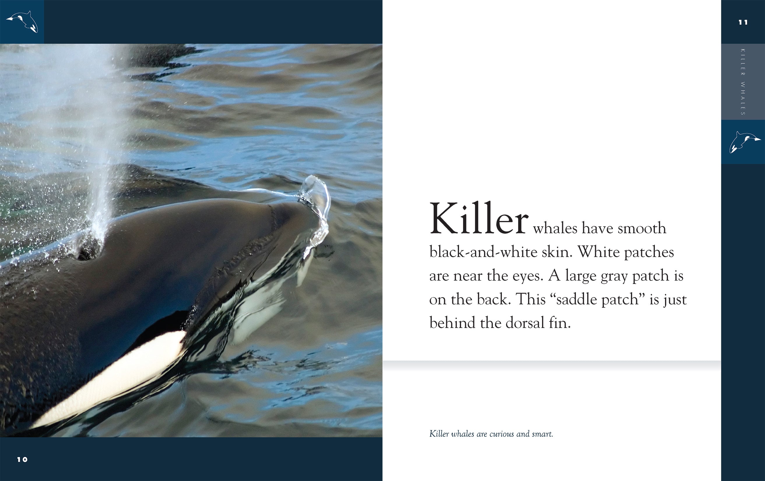 Killer Whales Book - 9781640263833 | Marine Life Educational Guide for Kids & Adults | Perfect for School Projects & Ocean Enthusiasts