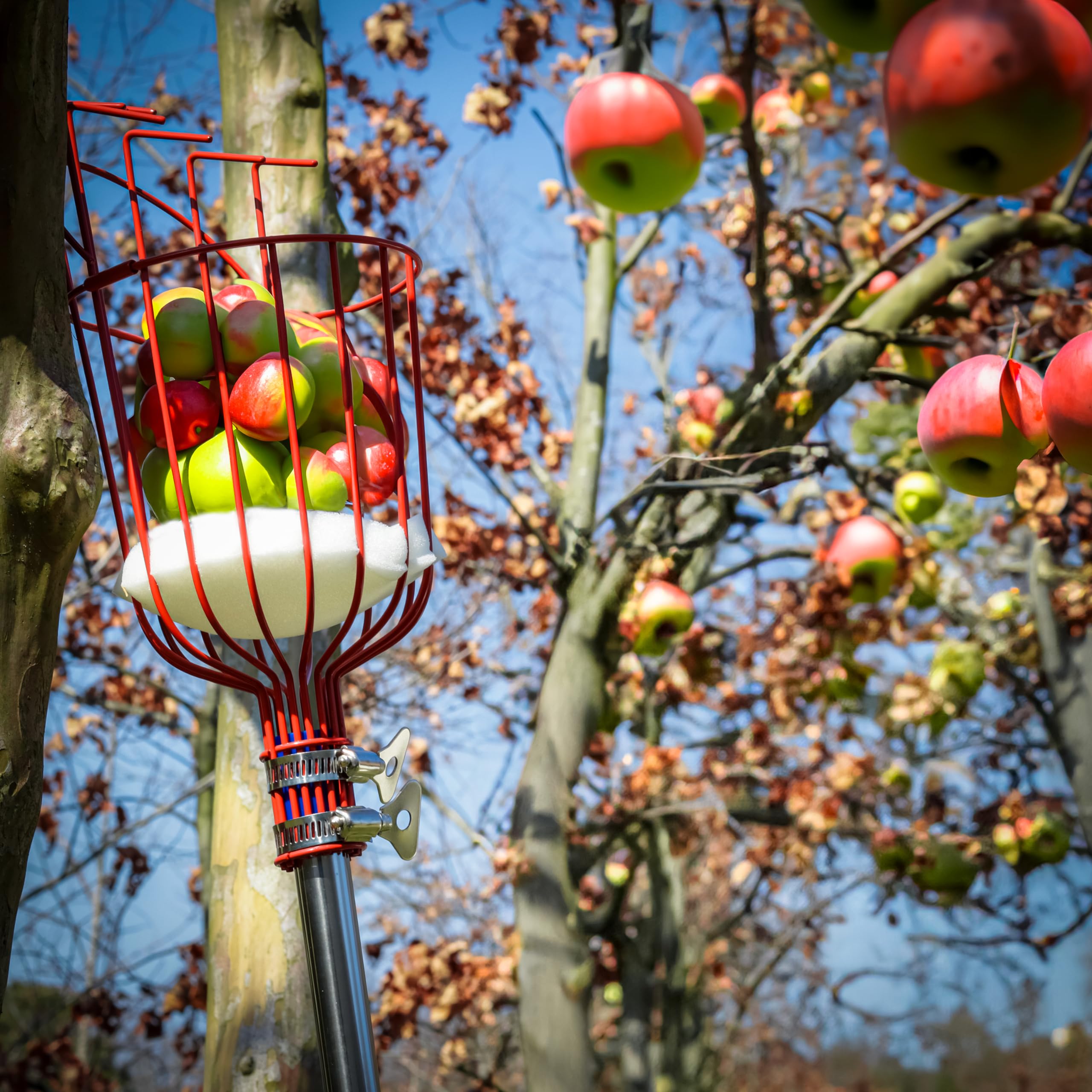 Trademark Innovations Fruit Picker Tool - Extendable Stainless Steel Fruit Harvester with Basket for Apples, Pears & Citrus - Perfect for Home Garden, Orchard & Farm Use