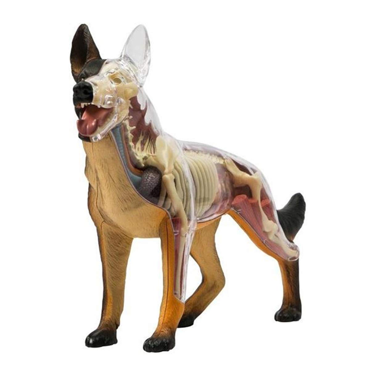 4D Dog Anatomy Model Kit - 29-Piece Detachable Canine Organ Simulation for Veterinary Teaching & Biology Education | Science Puzzle Toy for Kids & Adults | Perfect for Classrooms, Labs & Home Learning