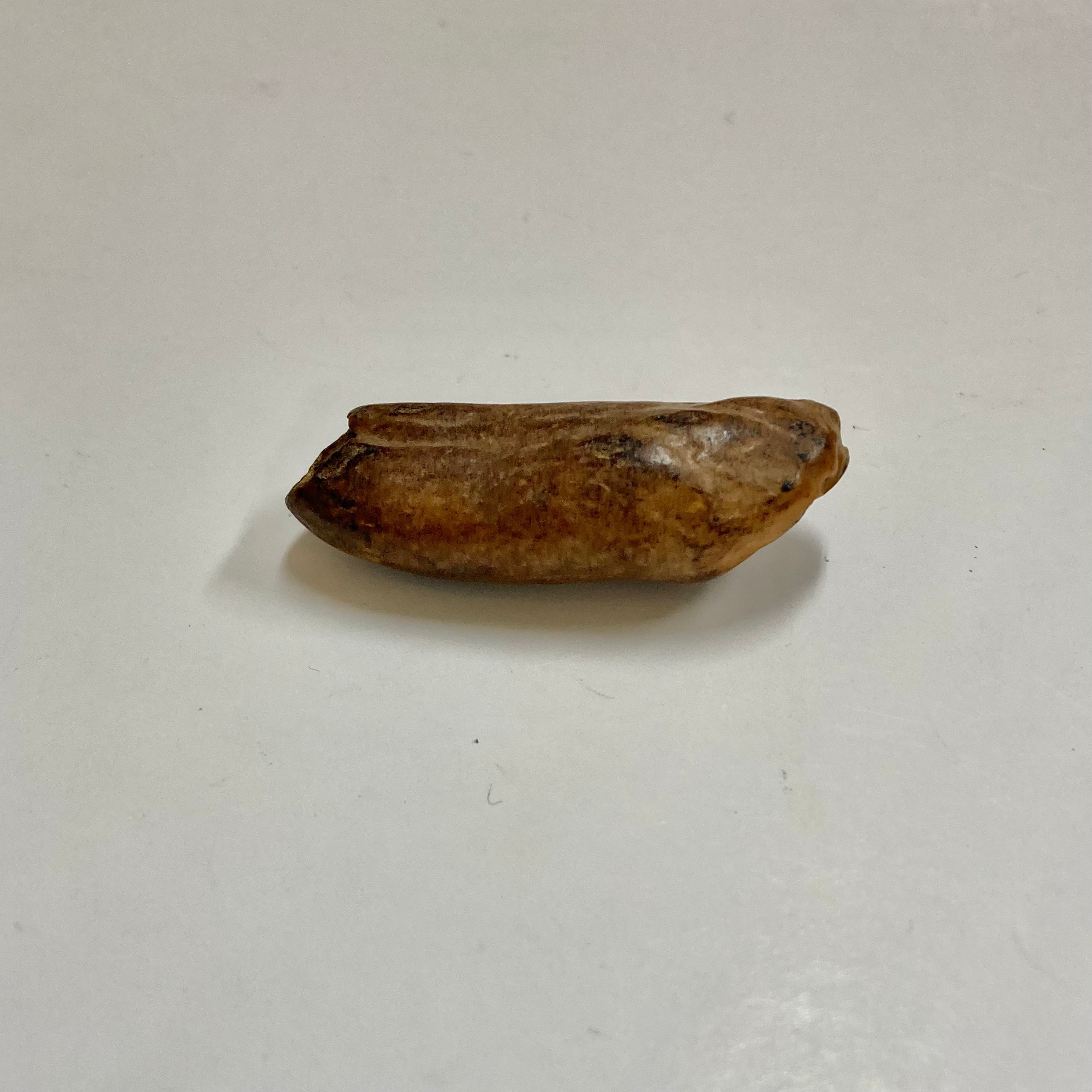 Authentic Fossil Beluga Whale Tooth - Rare Collectible for Marine Enthusiasts & Fossil Hunters | Perfect for Home Decor, Educational Displays & Unique Gifts
