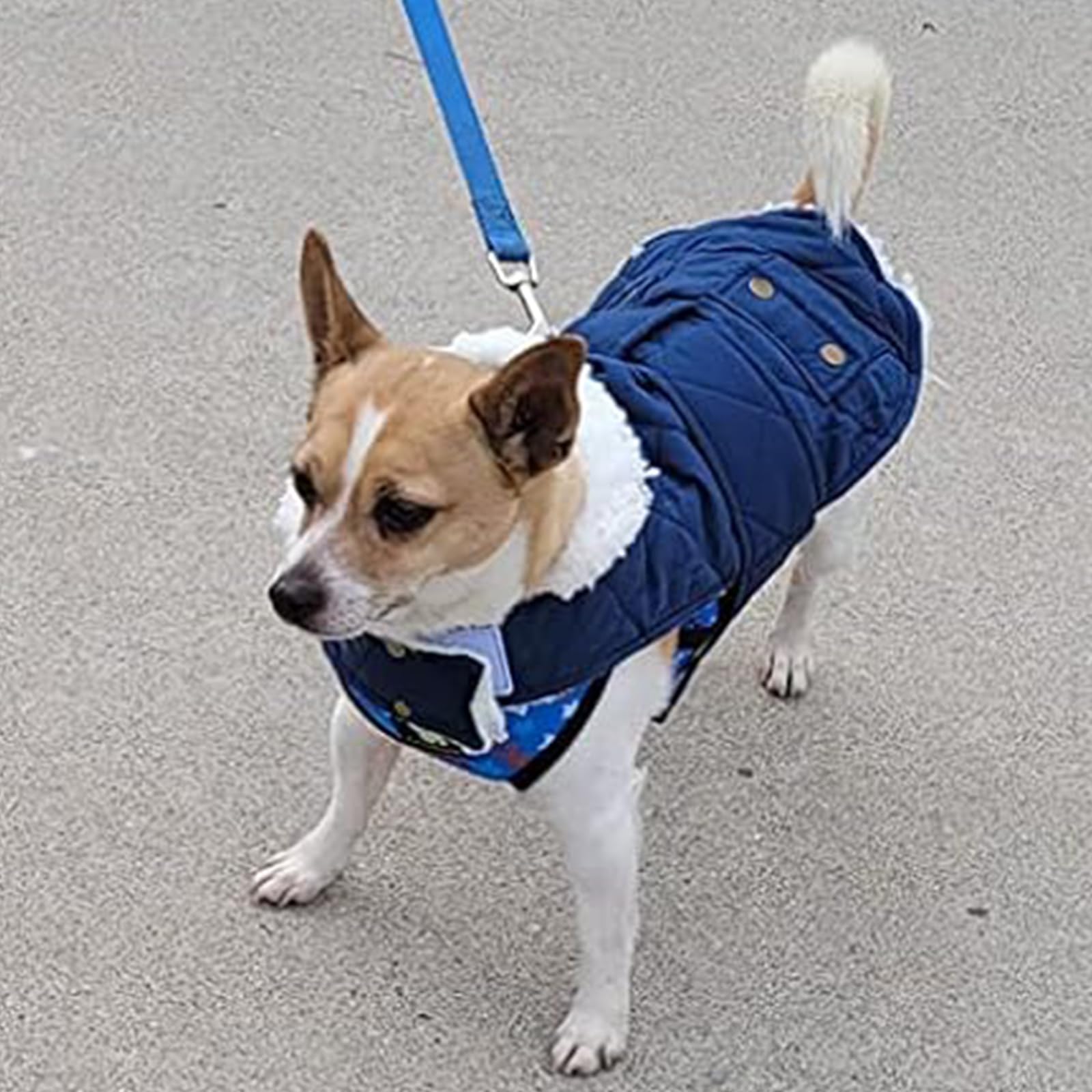 KYEESE Winter Dog Coat - Windproof Padded Sherpa Jacket with Furry Collar for Small Dogs | Warm Cozy Dog Clothes for Cold Weather | Perfect for Outdoor Walks, Winter Adventures & Daily Wear (Blue, Medium)