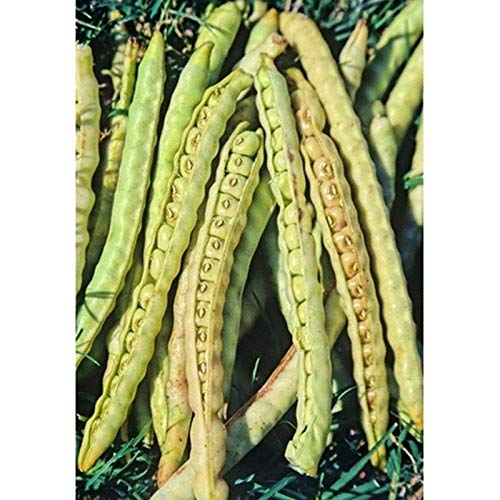 Dixie Lee Crowder Pea Seeds - High Yield, Fast Growing, 2 Harvests per Season (50 Seeds) - Perfect for Home Gardens, Canning & Southern Recipes