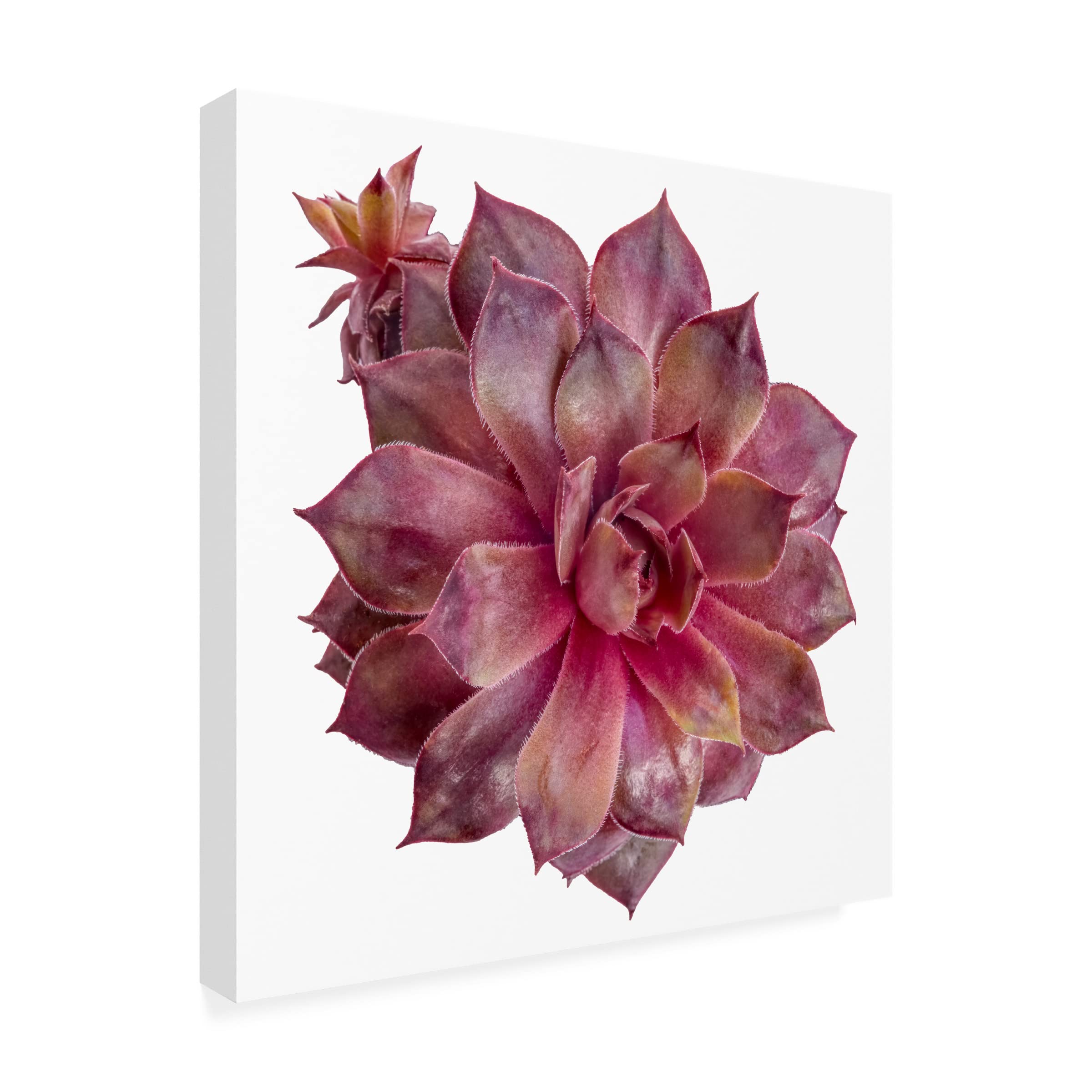 Trademark Fine Art 'Succulent Cut Out 06' Canvas Wall Art Print by Cora Niele - Modern Botanical Decor for Living Room, Bedroom & Office