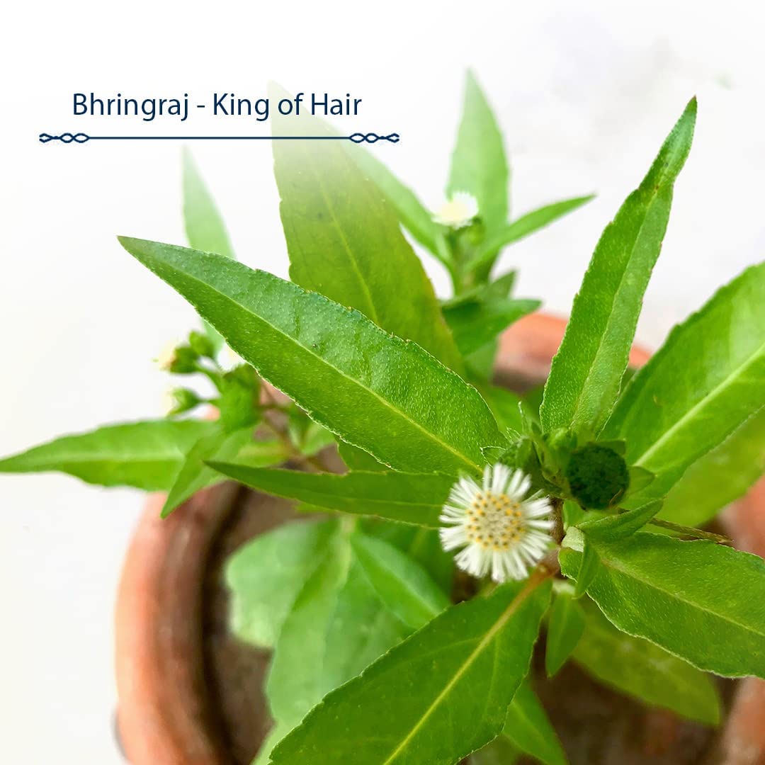Civaki One & One Maha Bhringraj Hair Oil - 100% Pure Ayurvedic Therapeutic Oil for Hair Regrowth & Fall Control | 4X Power of Bhringraj | 200ml | Promotes Healthy Scalp & Stronger Hair for Men & Women | Perfect for Daily Hair Care & Scalp Massage