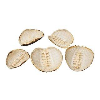 Authentic Snapping Turtle Shell for Sale - Rare Natural Specimen for Collectors, Education & Home Decor - Perfect for Taxidermy, Science Projects & Unique Gifts