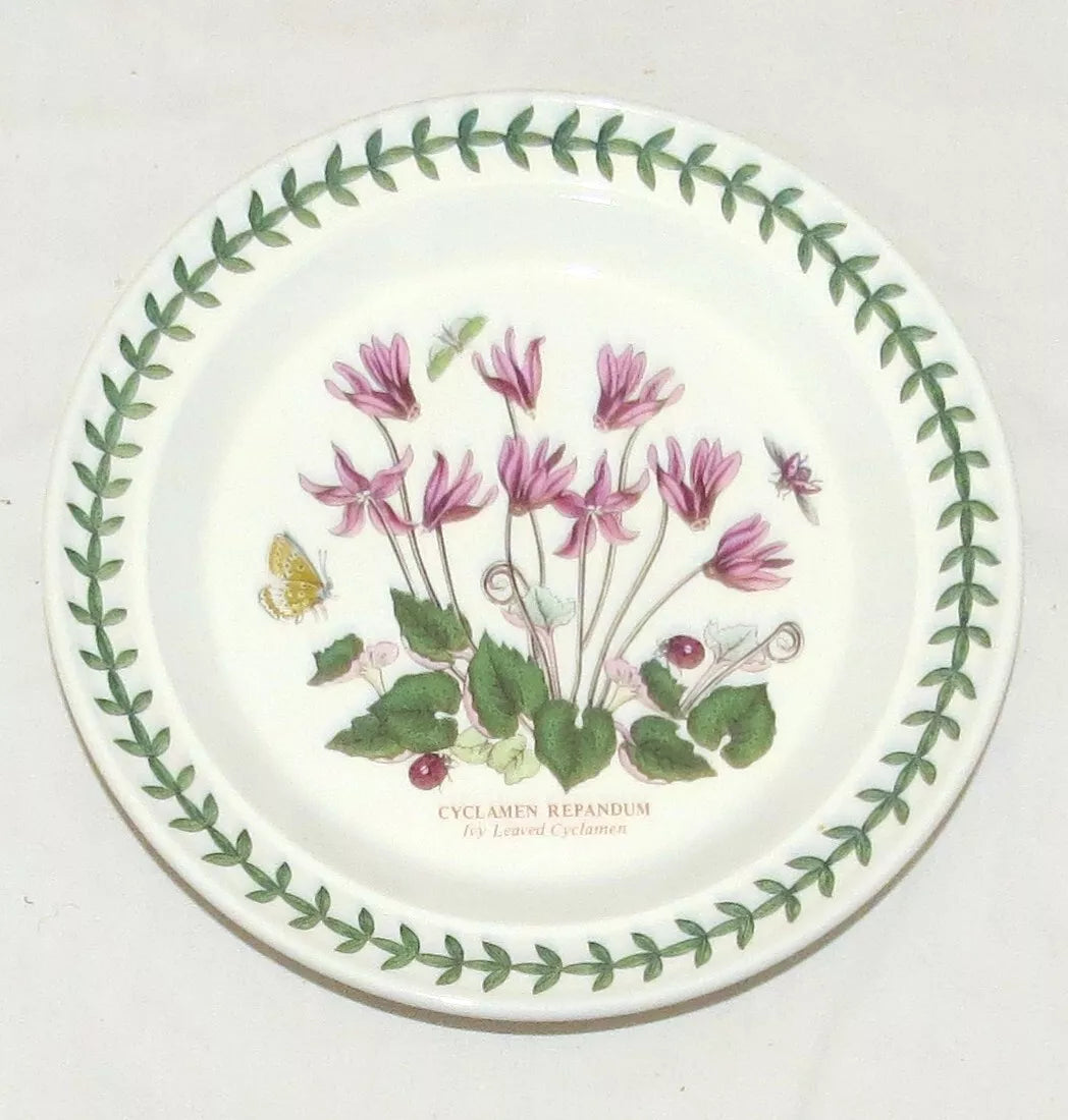 Botanic Garden Bread & Butter Ivy Leaved Cyclamen - Beautiful Flowering Houseplant for Home Decor, Office & Gift Giving