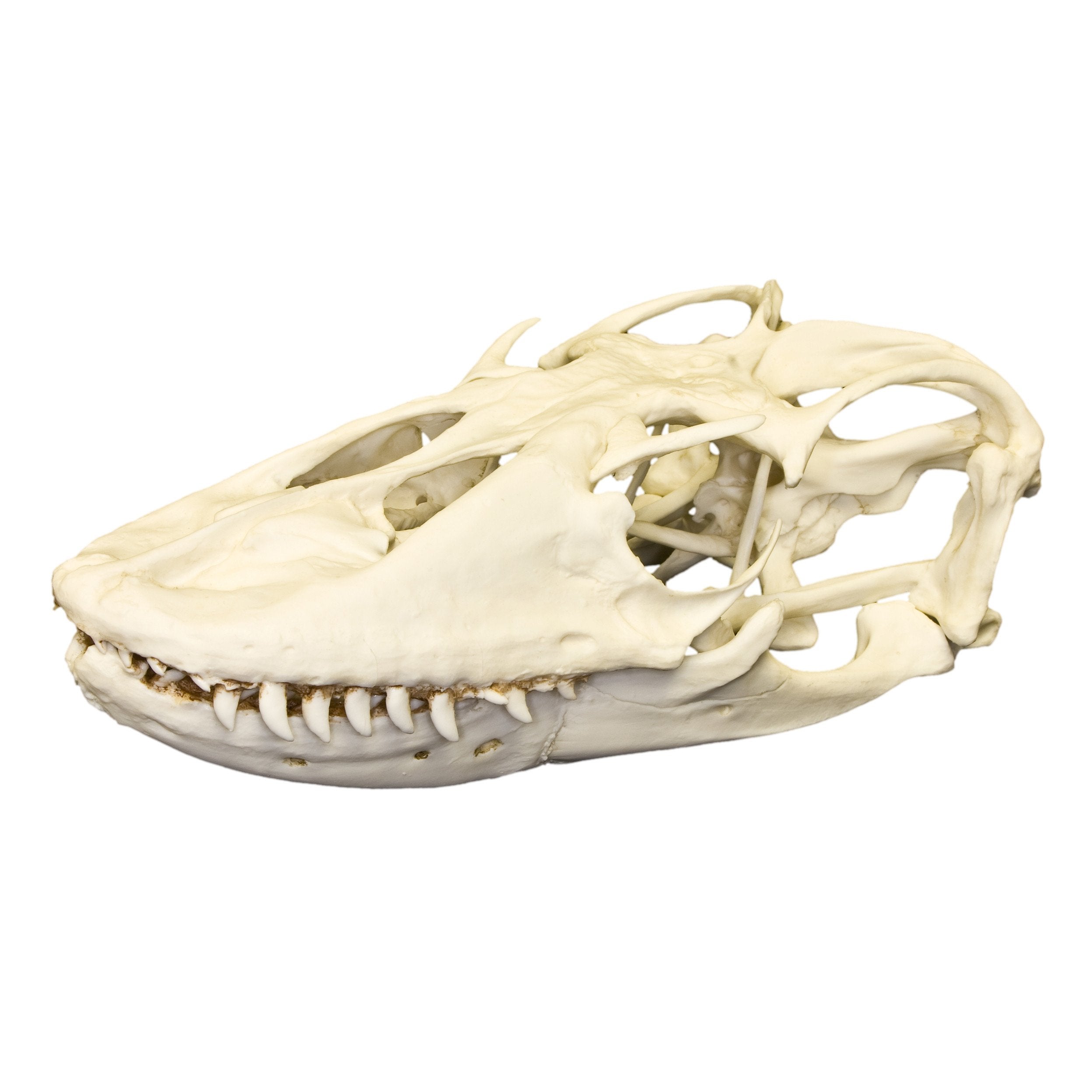 Authentic Replica Komodo Dragon Skull - Realistic Dinosaur Fossil Decor for Home, Office & Halloween Party Decorations | Perfect Gift for Paleontology Enthusiasts & Science Lovers