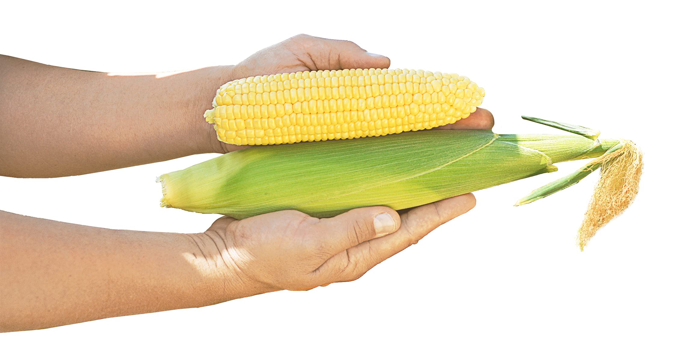 Sweet Corn Candice F1 Hybrid Seeds - 1,000 Count - Insect Guard Treated for Maximum Protection | Perfect for Home Gardens, Farm Planting & Sustainable Agriculture