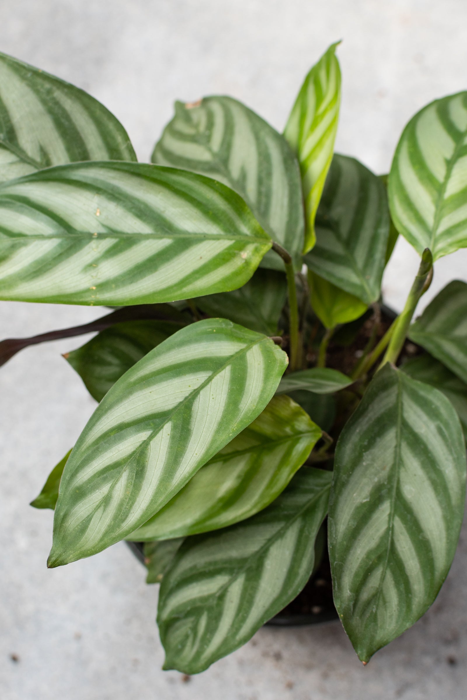 Buy Ctenanthe Oppenheimiana - 6 Inch Live Plant for Home & Office Decor | Indoor Houseplant for Low Light Spaces