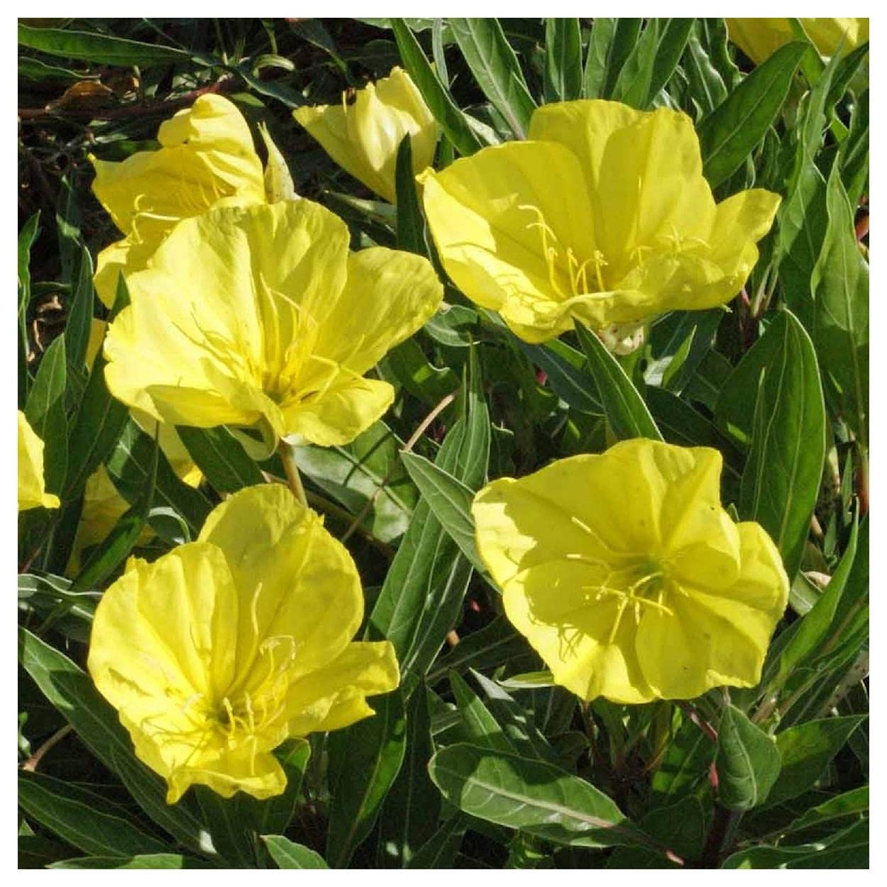 Everwilde Farms - 400 Missouri Evening Primrose Native Wildflower Seeds - Gold Vault Jumbo Seed Packet for Garden Landscaping & Pollinator Gardens