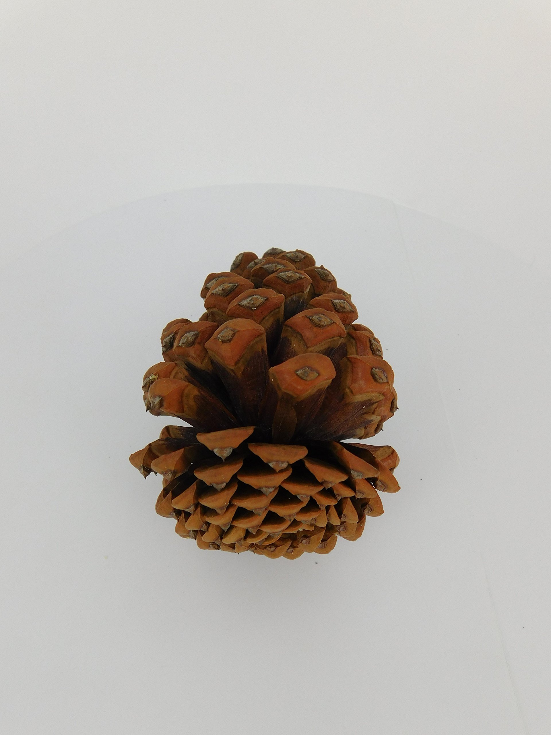 12 Ponderosa Natural Pine Cones 3