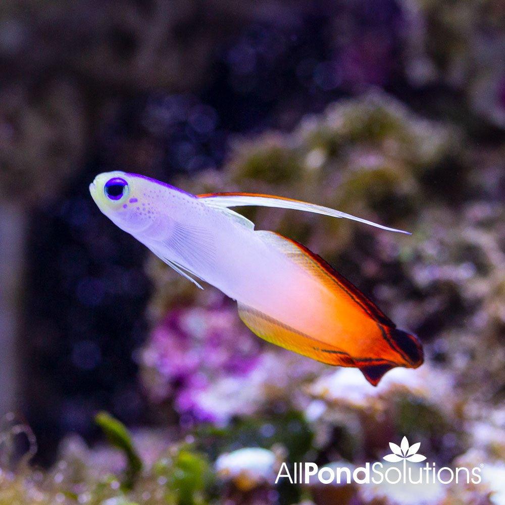 Fire Goby (Nemateleotris magnifica) - Vibrant Saltwater Fish for Reef Aquariums | Perfect for Nano Tanks & Marine Displays