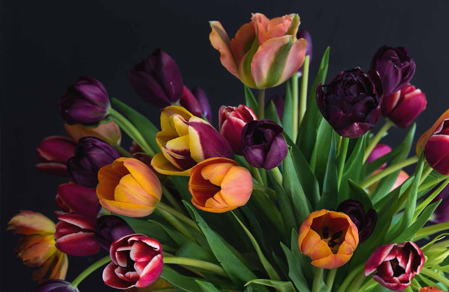 Stunning Tulip Bulbs for Sale - Premium Flower Varieties for Home & Garden Decor | Perfect for Landscaping, Bouquets & Spring Planting