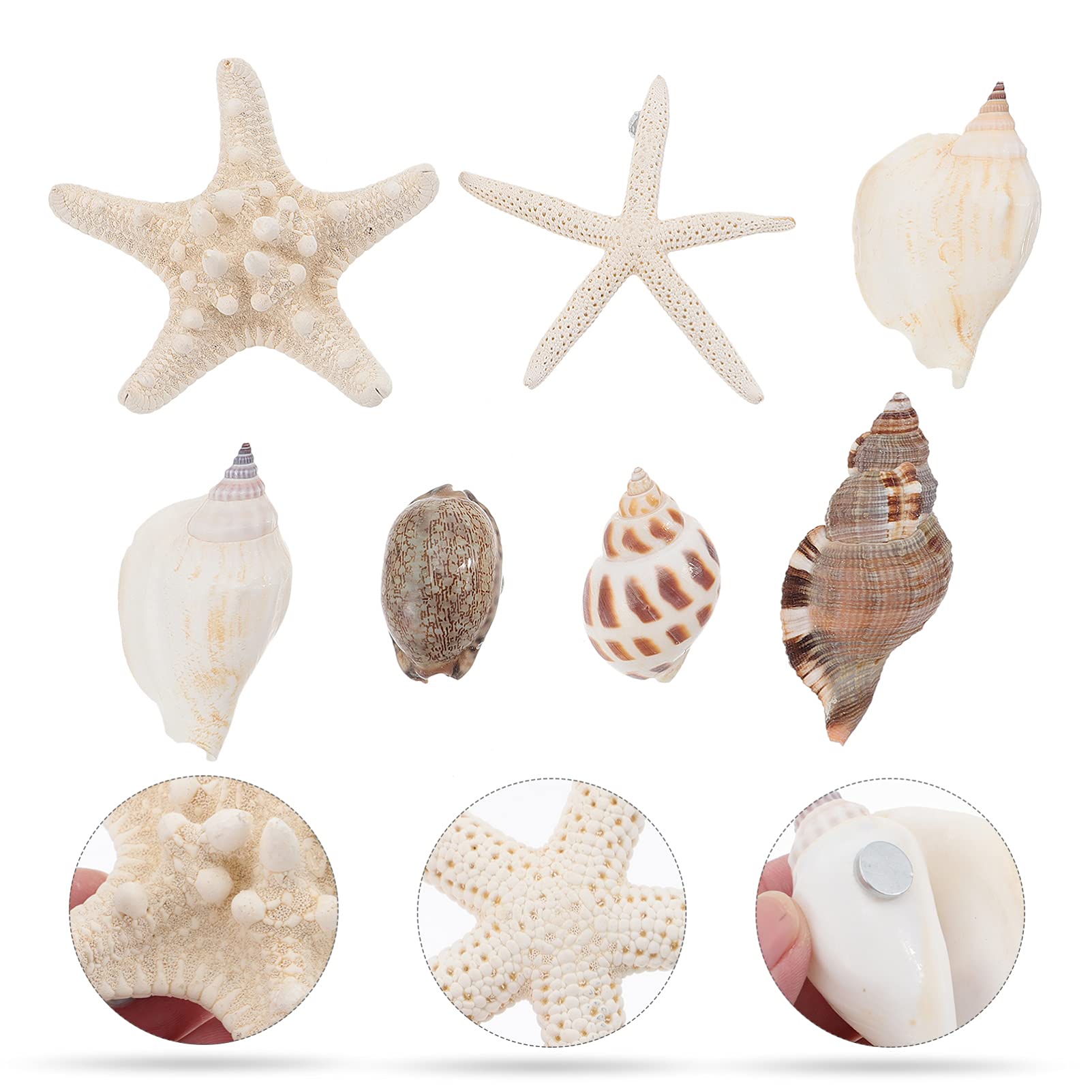 NUOBESTY 7PCS 3D Seashell Conch Shape Fridge Magnets - Strong Magnetic Refrigerator Stickers for Kitchen, Whiteboard, Locker - Nautical Beach Themed Home Decor (Random Style) | Perfect for Beach House, Coastal Kitchen & Office Organization