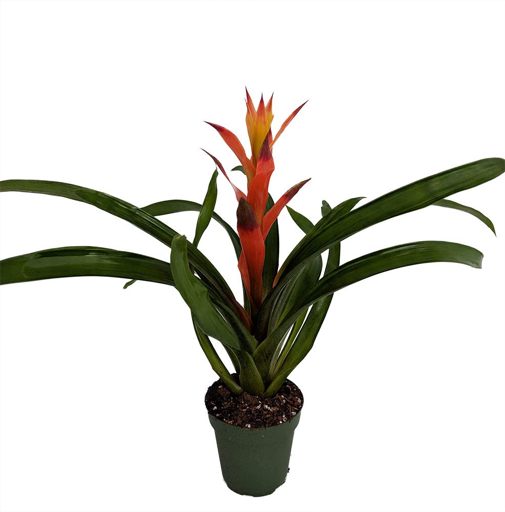 Orange Jazz Blazing Star Vase Plant - 4 Inch Pot - Guzmania Bromeliad Houseplant for Home Decor, Office Desk, and Indoor Garden