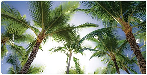 Oahu Palms
