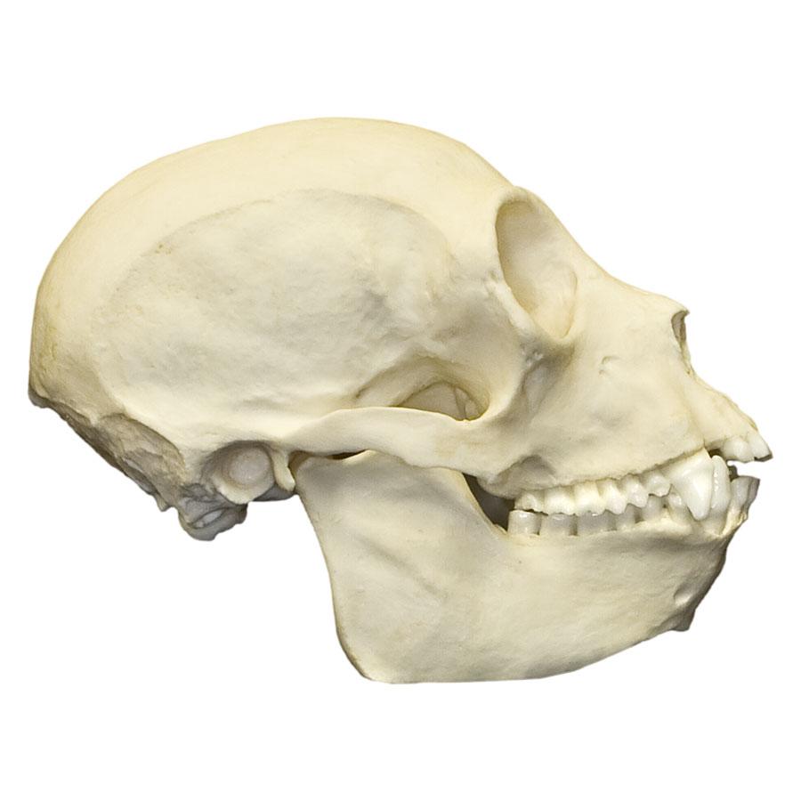 Authentic Replica Black Spider Monkey Skull - Realistic Animal Skull Model for Halloween Decor, Scientific Study, and Gothic Home Decor