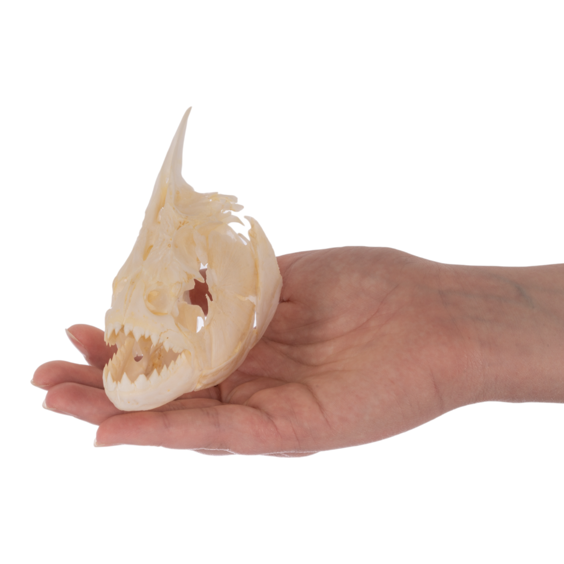 Authentic Redeye Piranha Skull Specimen - Taxidermy Collectible for Home Decor, Science Education & Gothic Display