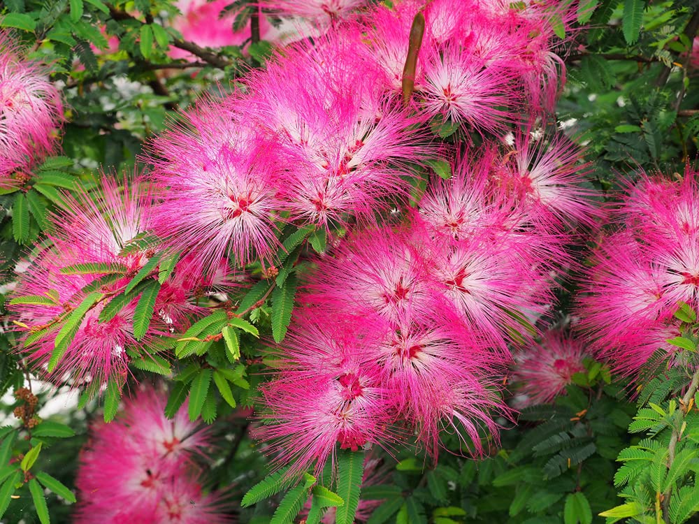 30 Albizia julibrissin Seeds - Mimosa Silk Tree Seeds for Planting, Showy Pink Flowering Tree for Garden, Landscaping & Outdoor Decor